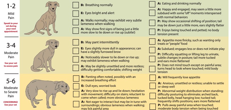 A portion of the BEAP pain scale for dogs