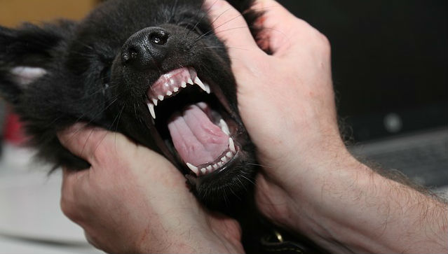 A person is holding the head of a black puppy with two hands with the puppy's mouth opened exposing their tongue and teeth