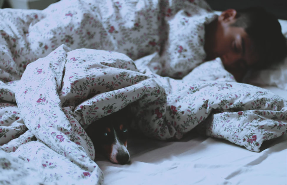 A dog sleeping under the covers in bed