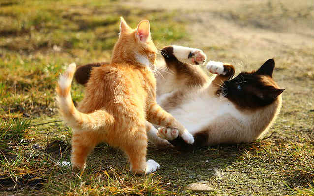 A orange Mackerel Tabby cat fighting a Siamese cat outside on the grass