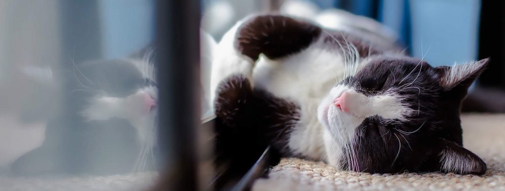 A cat sleeping on a carpet on its side facing a window