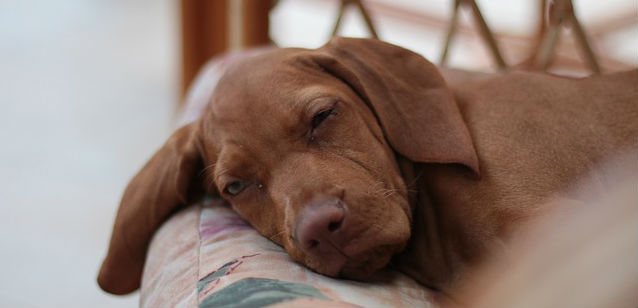 A Vizsla puppy resting its head on a cushion