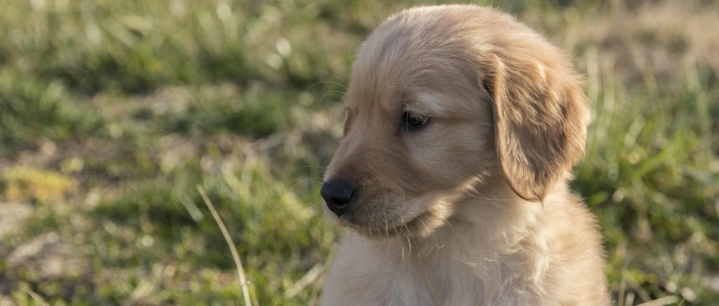 A Golden Retriever puppy sitting outside on the grass
