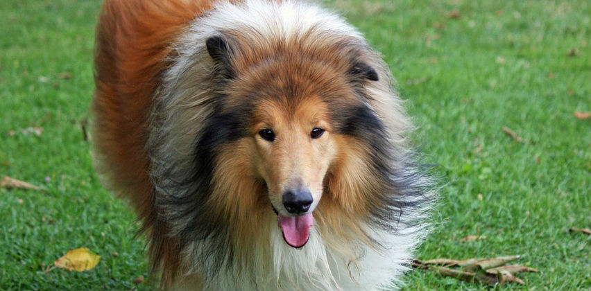 A Rough Collie running around in the grass after being vaccinated