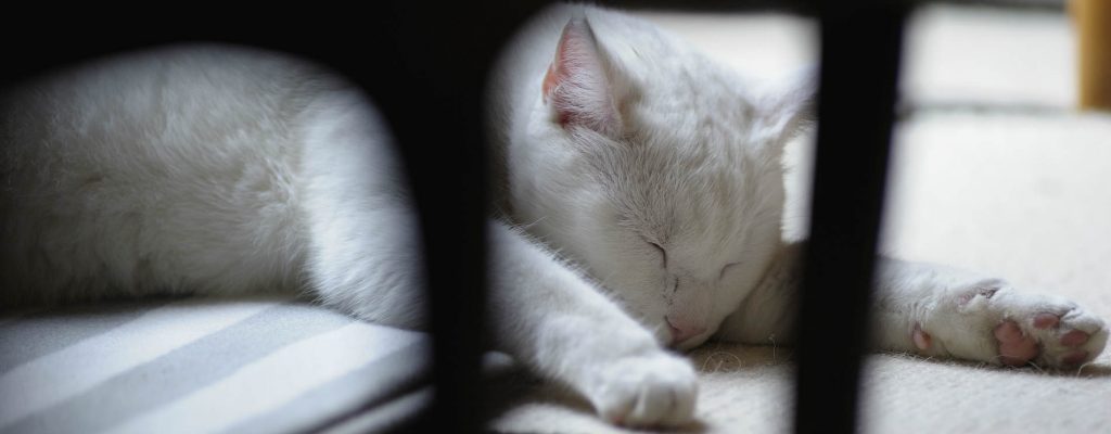 A white cat laying on carpet with its limbs facing forward