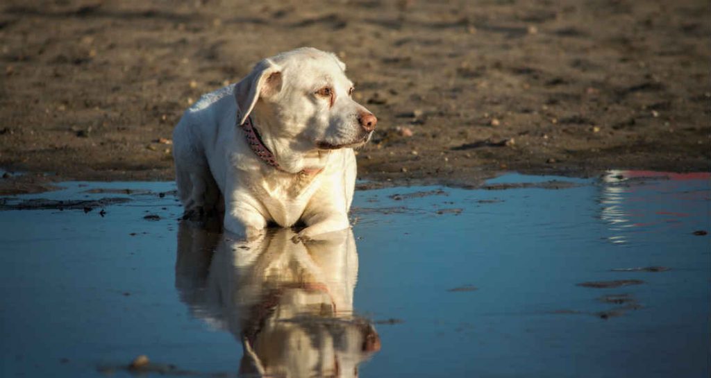 A yellow Labrador retriever is sitting with half of its body submerged underneath water