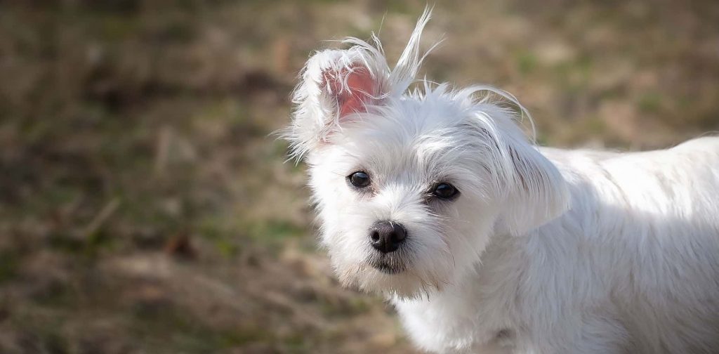 A young Maltese dog standing outside with its ear flipped up