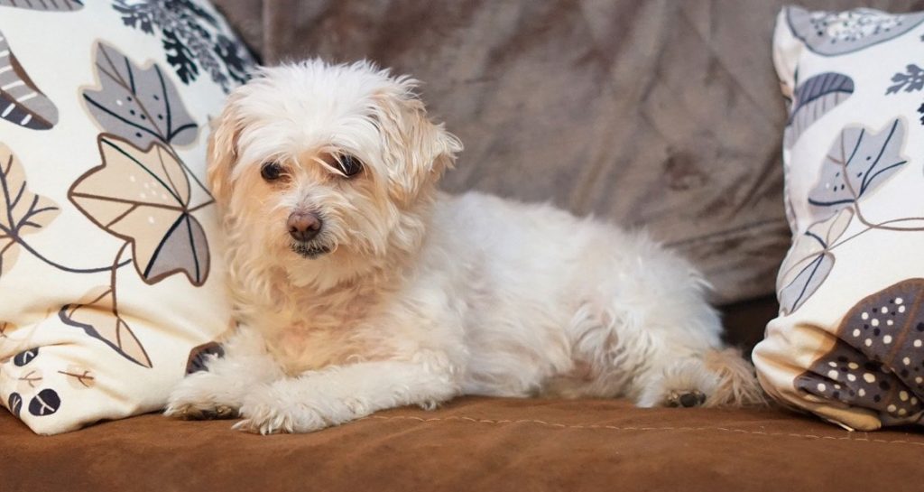 A Poochon is sitting on a cushion beside two pillows