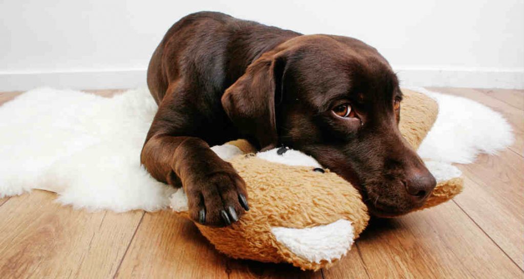 A brown Labrador retriever is laying on a fluffy white mat and is cuddling a stuffed teddy bear
