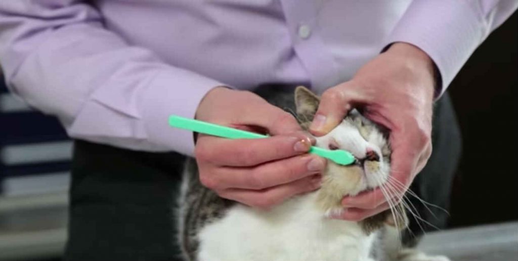 A demonstration on brushing a cat's teeth by a veterinarian