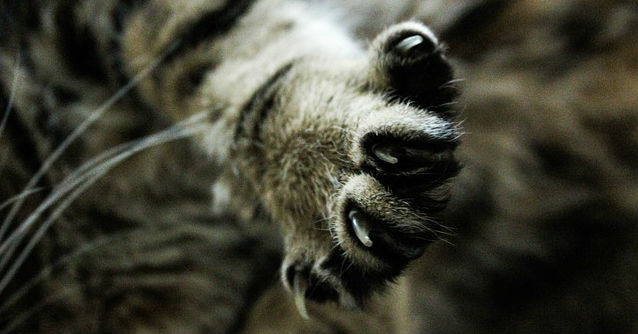 A cat's paw stretched open revealing its nails