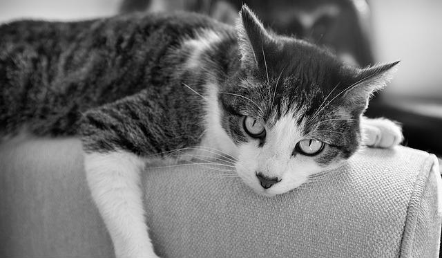 Why is my cat not using the litter box to urinate? Why is my cat not using the litter box to urinate?