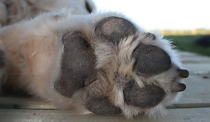 A dog laying on their side with their paw pad facing up and nails pointing out