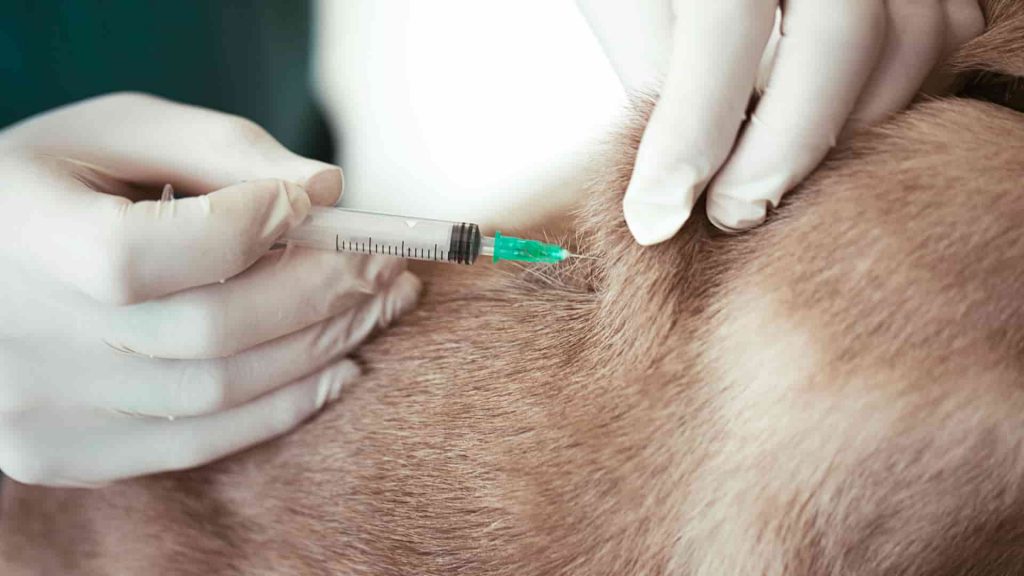 A person wearing latex gloves administering a vaccination into a dog