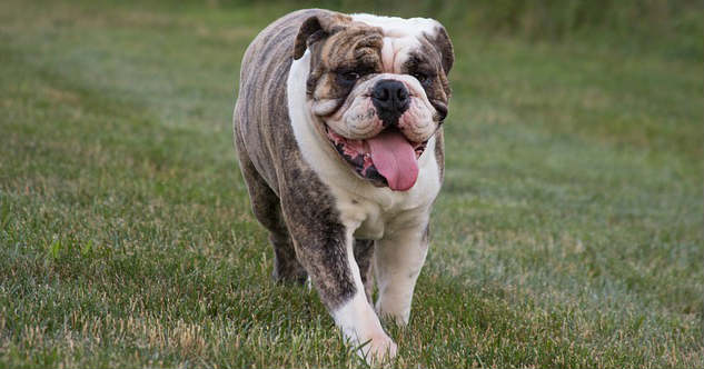 An English Bulldog with skin folds is running in the grass with its tongue out