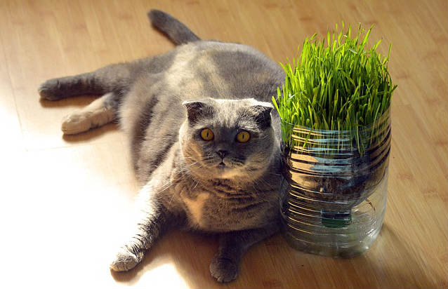 An overweight grey cat sitting on a wooden floor next to grass being grown inside a plastic bottle