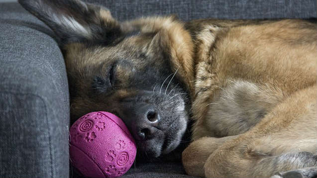 A German Shepherd sleeping on a couch with their head resting on a purple toy