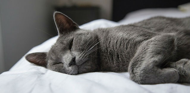 A grey cat resting with their eyes open on a bed