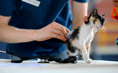 A kitten being administered a vaccine by a veterinarian