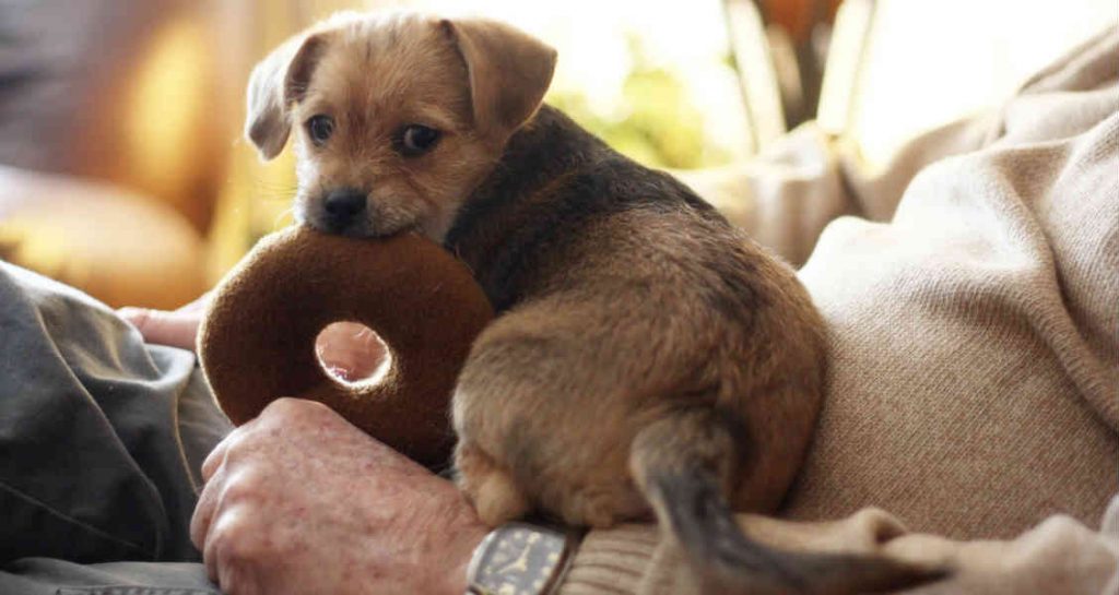 A puppy is sitting on a man's lap and is holding a stuffed toy doughnut in its mouth