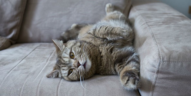 A stretched out cat leaning up against the armrest of a grey couch