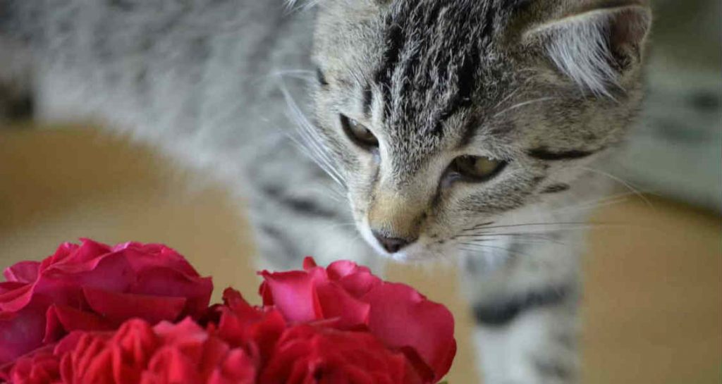 A tabby cat is leaning over and smelling a bouquet of red roses