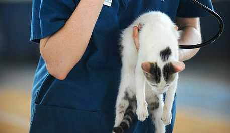 A veterinarian holding a kitten and listening for their heart rate