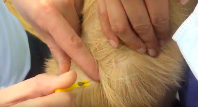 A veterinarian is removing a tick from a dog