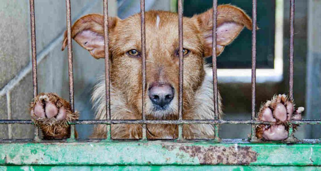 A dog standing behind a cage with its paws on the cage bar and its nose pointing through