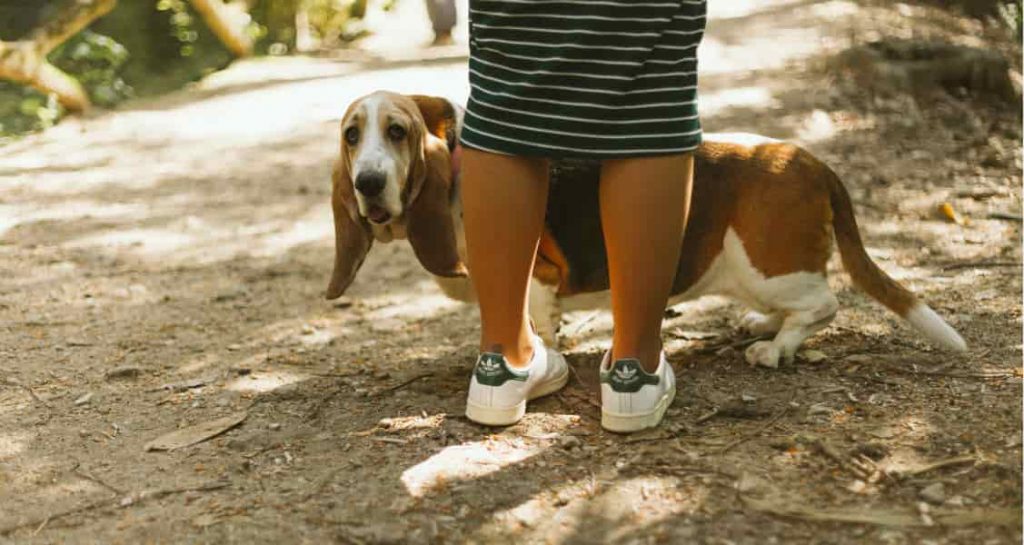 A Basset Hound standing beside their owner on a trail outdoors