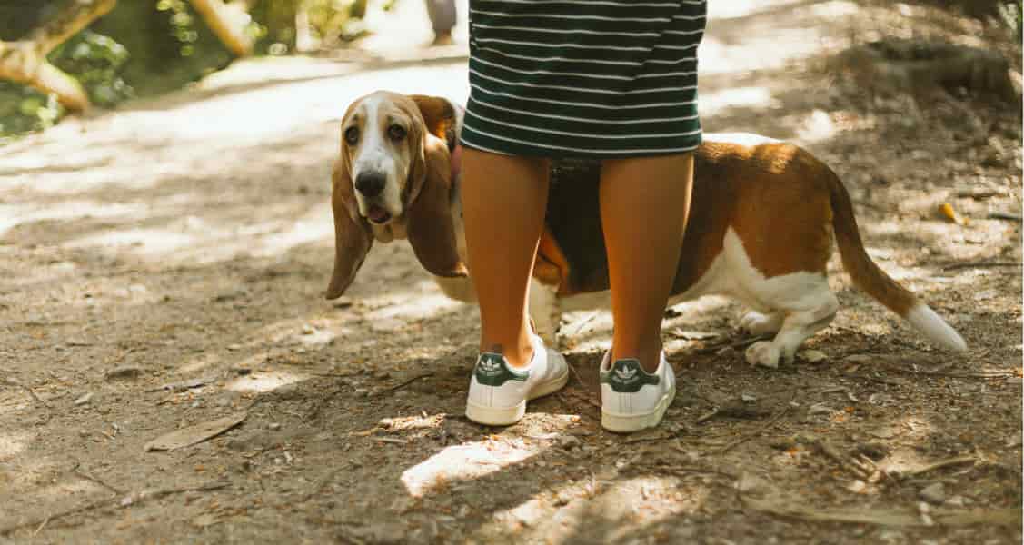 Tips for Single Dog Owners to Make Life Easier Tips for Single Dog Owners to Make Life Easier