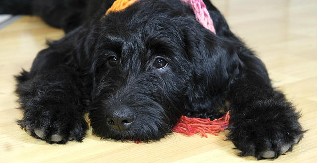 A black labradoodle laying on a wooden floor