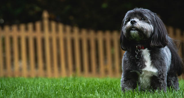 A black and white shih tzu standing in grass