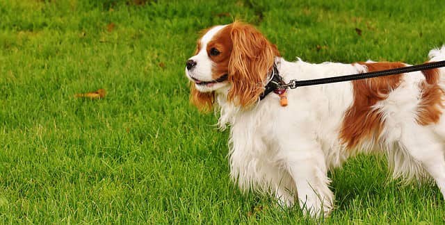 A blenheim cavalier king charles spaniel on a leash and standing in the grass