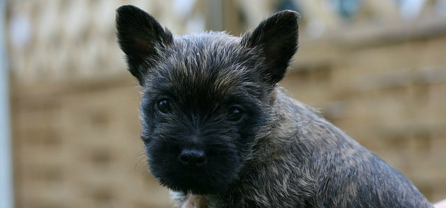 A cairn terrier being held up by someone's hand