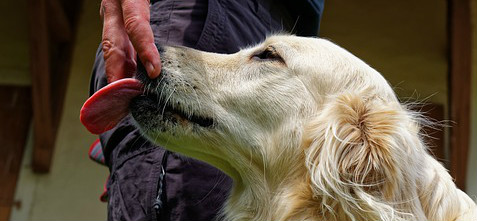 A golden retriever licking a person's hand