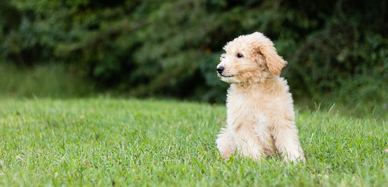 A Goldendoodle puppy sitting on grass