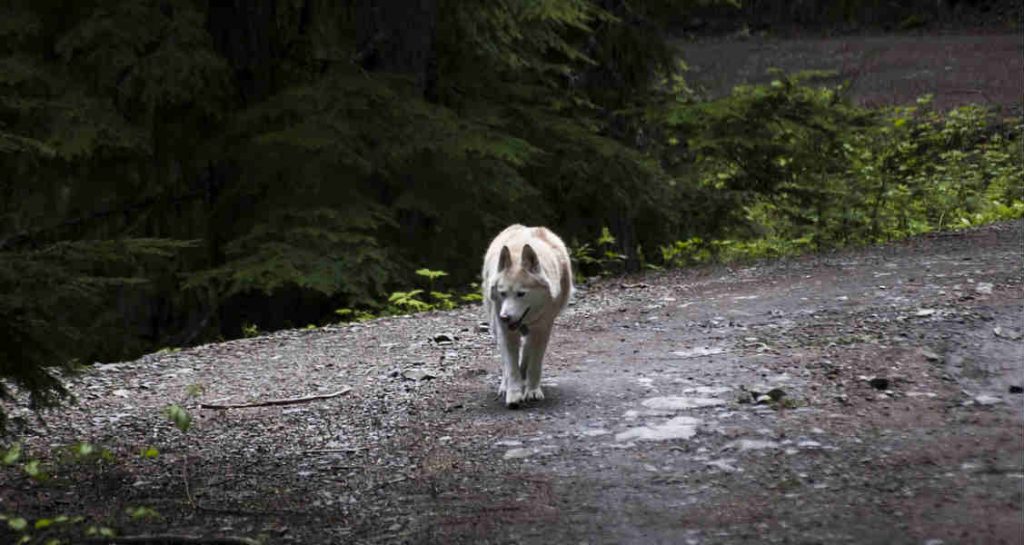A light red Siberian husky is walking along in a trail in a forest