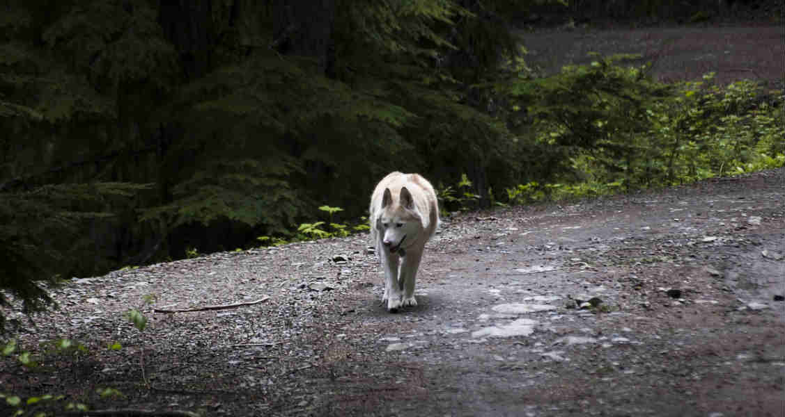What to Do If Your Pet Goes Missing What to Do If Your Pet Goes Missing