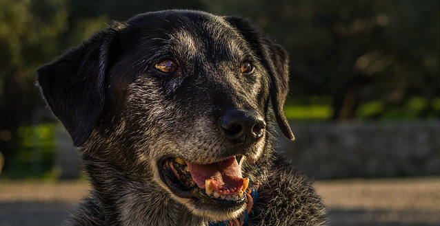 An old dog with grey hairs is outside with their mouth slightly open