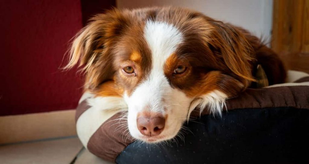 A red tricolor Australian shepherd is sitting in their dog bed