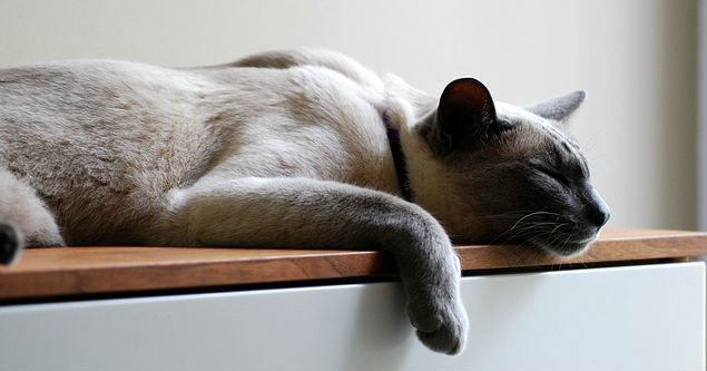 A siamese cat sleeping on top of a piece of furniture