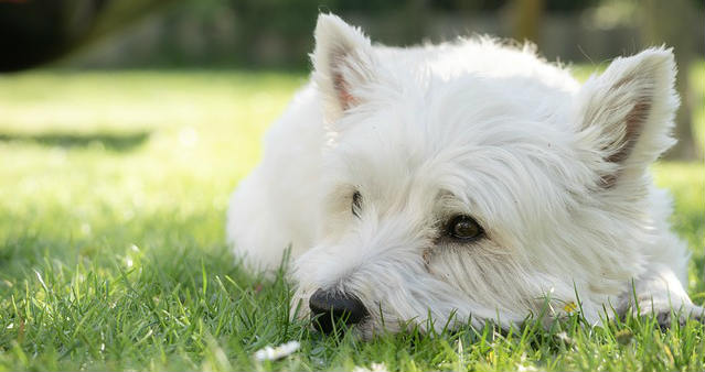 A white west highland terrier laying on the grass