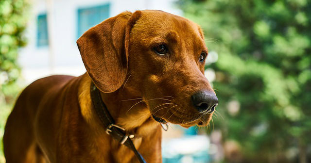 A brown short haired dog has its head slightly down with a collar around its neck and long flappy ears