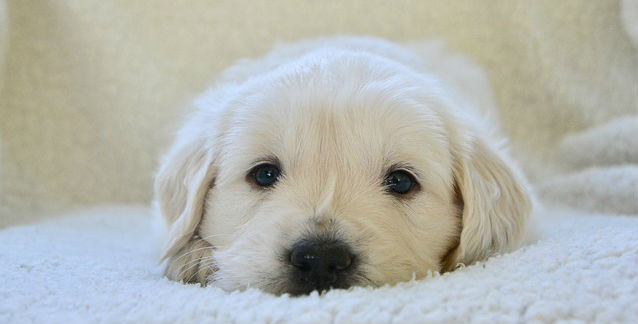 A Golden Retriever puppy resting on a soft white blanket with its eyes open