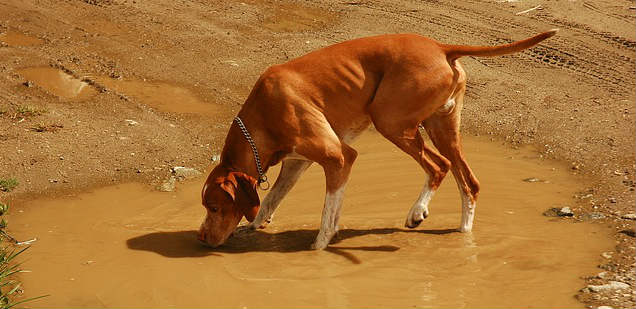 A hunting sniffing and standing in a puddle of water