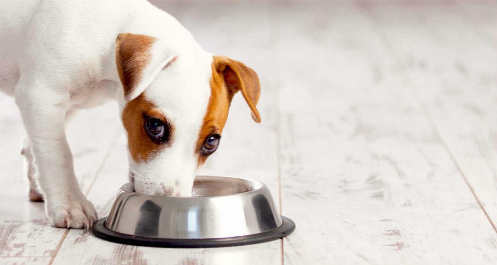 A Jack Russell terrier is eating from a steel bowl on a light wooden floor