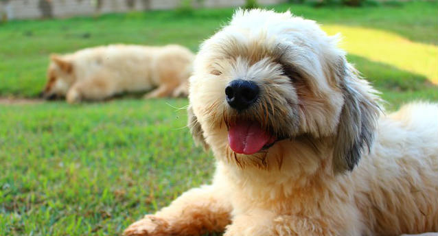 A Lhasa apso dog sitting on grass with its tongue sticking out