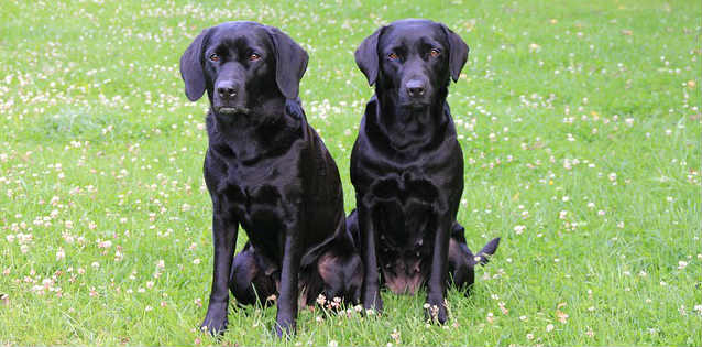 Two black Labrador retrievers sitting side by side in the grass