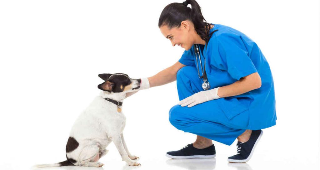 A veterinarian wearing a blue garb and gloves is kneeling in front of a dog that is sitting upright and touching its face with their hand